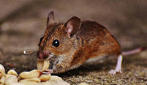 24 Hour & Emergency Exterminators in Hanover, MD